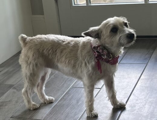 South County Veterinary Hospital