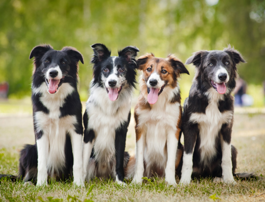 Southern Hills Animal Clinic