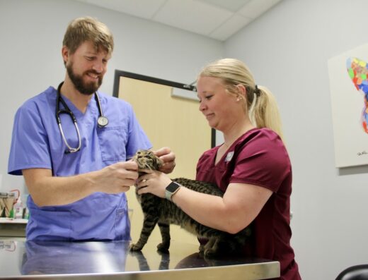 Southside Animal Hospital