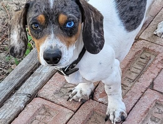 Southwest Animal Clinic