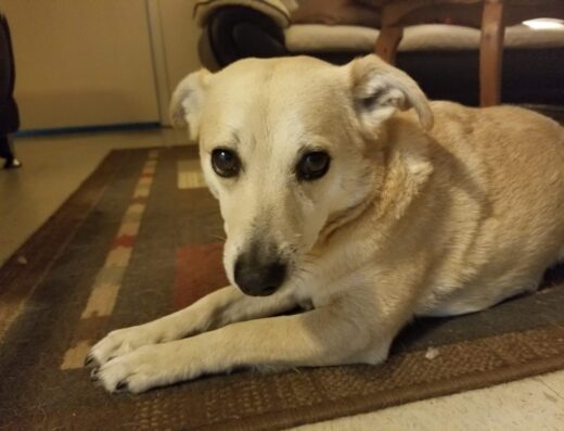 Southwest Texas Veterinary Medical Center