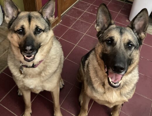 Springfield Animal Hospital