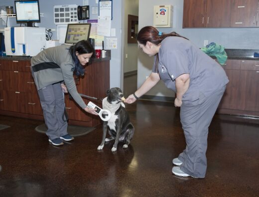 Star Of Texas Veterinary Hospital