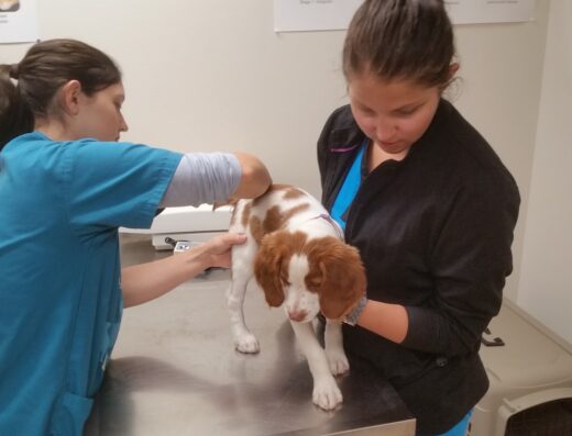 Straley Veterinary Associates