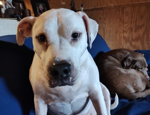 Sunset Animal Clinic