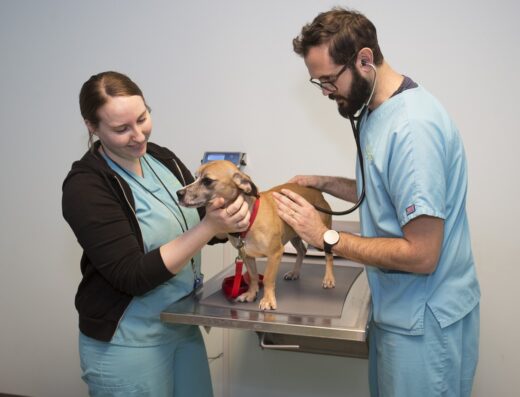 Susan M Markel Veterinary Hospital At The Richmond Spca