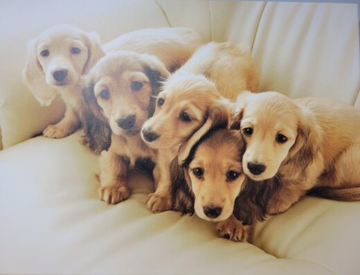 Susquehanna Trail Animal Hospital