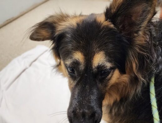 Tea Veterinary Clinic Pc