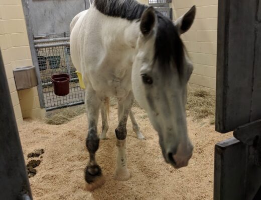 Texas Am University Veterinary