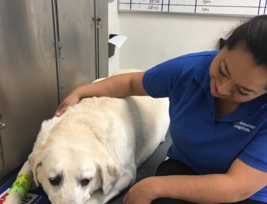 Texas Veterinary Hospital