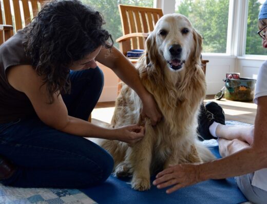 The Holistic Vet Of Vermont Llc