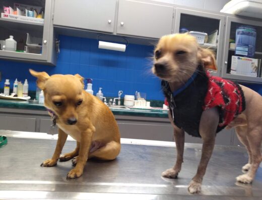 Trenton Animal Clinic