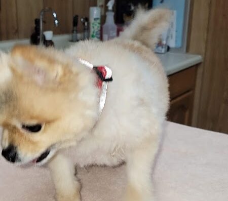 Tri City Small Animal Clinic