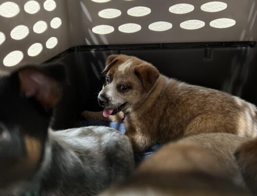 Tuscola Veterinary Clinic