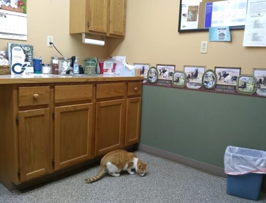 Twin Lakes Animal Clinic