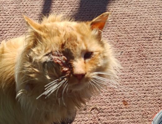 Tyndall Veterinary Clinic