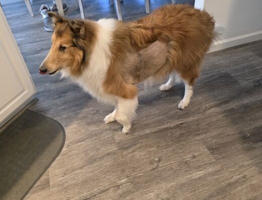 Vca Metzger Animal Hospital