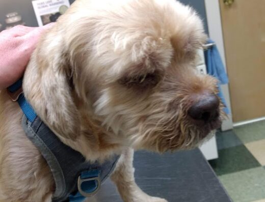 Veremedy Pet Hospital 1