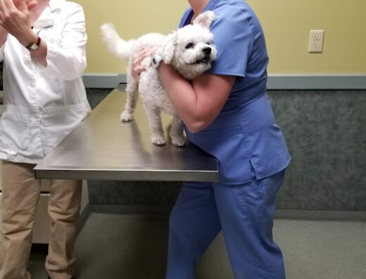 Veremedy Pet Hospital