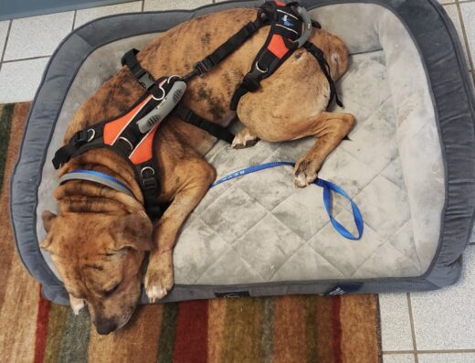 Vergennes Animal Hospital