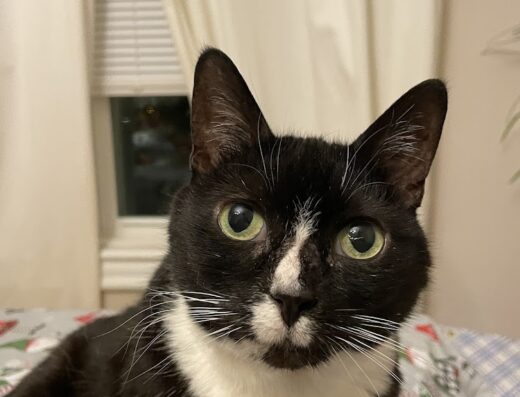 Vetco Total Care Animal Hospital