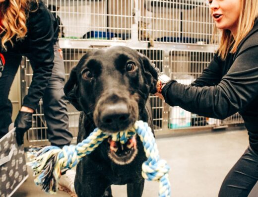 Veterinary Care And Specialty Group