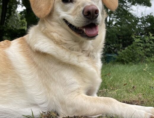 Veterinary Healing Arts