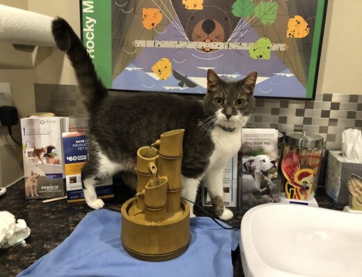 Veterinary Hospital Of Virginia Beach