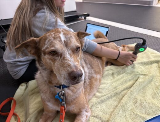 Veterinary Rehabilitation And Sports Medicine Of Virginia