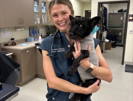 Veterinary Small Animal Hospital Vsah