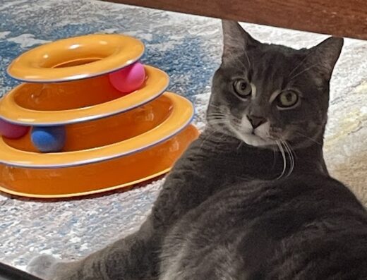 Veterinary Surgery Of Vermont