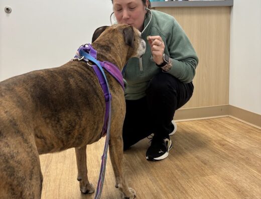 Veterinary Urgent Care Center Narragansett