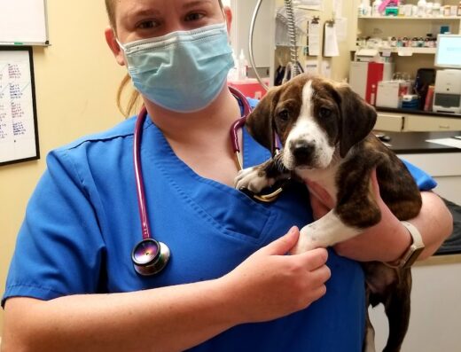 Veterinary Wellness Clinic Of Columbia