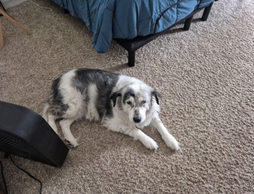 Village Veterinary Service Inc