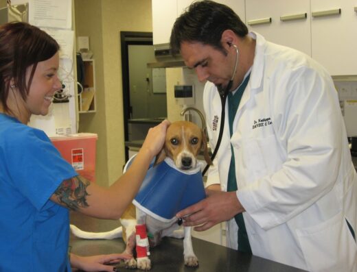 Virginia Veterinary Centers Richmond