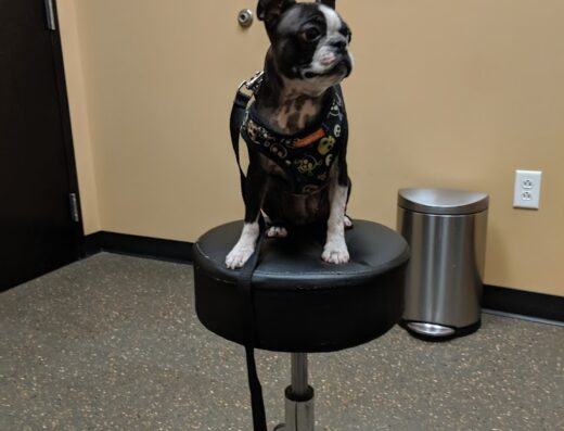 Virginia Veterinary Specialty Emergency