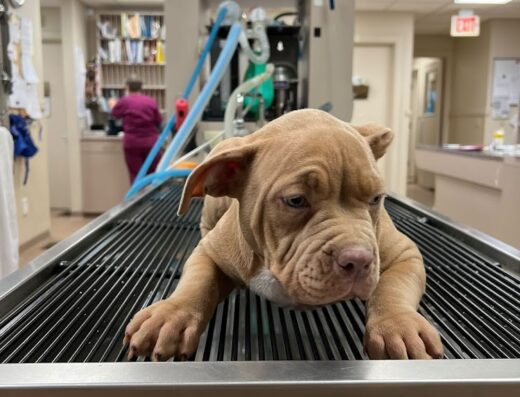 Washington County Vet Hospital