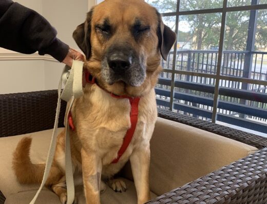 Wateree Animal Hospital