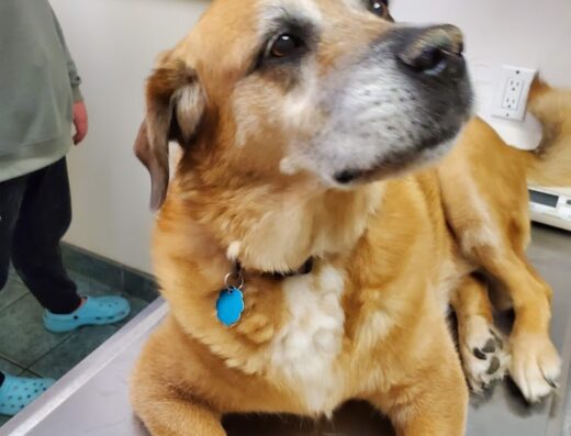 West Lake Animal Hospital