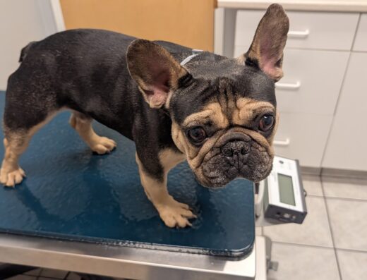 West Shore Animal Clinic