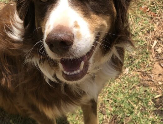 West Texas Animal Clinic