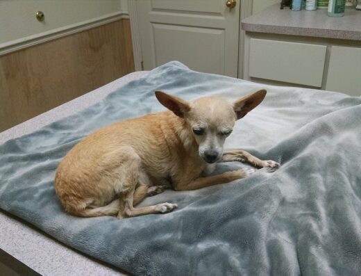 West Texas Emergency Veterinary Clinic