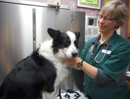 West Valley Animal Hospital