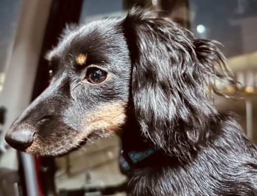 Western Veterinary Services Pc