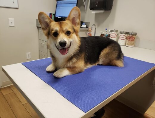 Wickford Veterinary Clinic