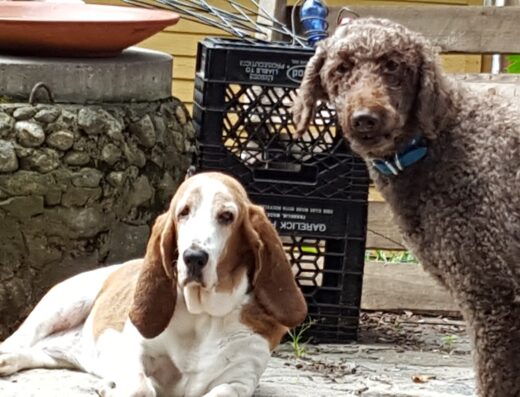 Wood River Animal Hospital